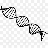 双螺旋：dna核酸结构发现的个人叙述双螺旋剪贴画生物学