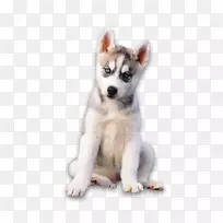 西伯利亚哈士奇加拿大爱斯基摩犬阿拉斯加