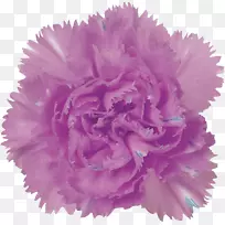 紫色康乃馨花粉红色丁香康乃馨