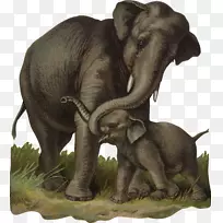 非洲灌木象印度象幼象