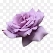 玫瑰花桌面壁纸紫色薰衣草