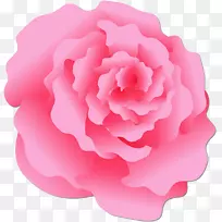 金银花玫瑰花园玫瑰蔷薇科摄影-粉红色玫瑰