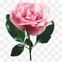 玫瑰花束粉红色-粉红色玫瑰