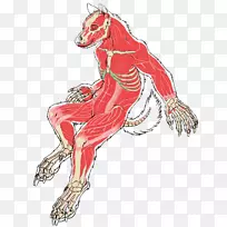 灰狼肌肉狼人画解剖学狼人