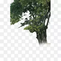 木本植物枝干-甘帕蒂