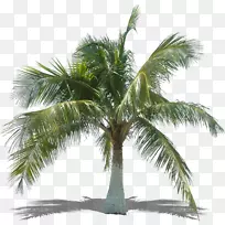 槟榔科亚洲棕榈树椰子树-棕榈叶