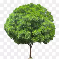 黑银合欢(Acer Ginnala)杨树组。艾格罗斯树，硬木，针叶木-蕨类植物