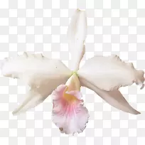 花夹艺术-白色蝴蝶结