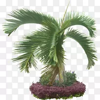 槟榔科植物-热带植物