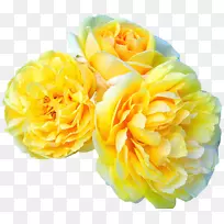 花园玫瑰花Meilland International sa a‘Leonardo da Vinci’-黄色花朵