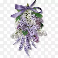 紫藤紫下载-紫丁香
