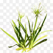 植物百合剪贴画-百合