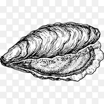 牡蛎蛤画贝壳夹画