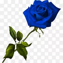 蓝色玫瑰花园玫瑰-蓝色玫瑰