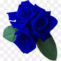花园玫瑰花束切花-蓝色玫瑰