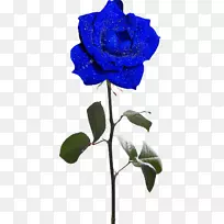 玫瑰花园玫瑰花夹艺术-蓝色玫瑰