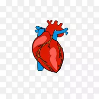 心脏解剖剪辑艺术-人类心脏