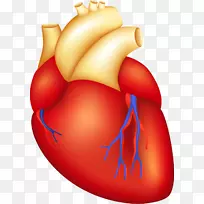 HAVASU心脏手术：Pankaj Kulshrestha Md婴儿闪存卡，儿童心胸手术-人类心脏