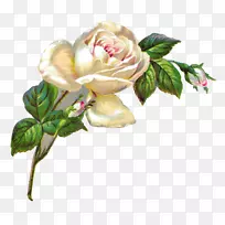 仙人掌玫瑰，复古玫瑰：美丽的家庭和花园玫瑰品种，粉红色-白色玫瑰。
