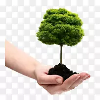 杜杰斯树专家公司乔木灌木-自然环境