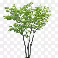 树木工程-拉旺达