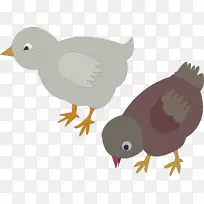 鸡肉夹艺术-鸽子