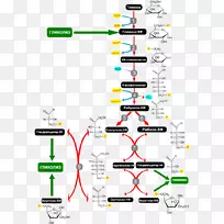 细胞呼吸戊糖磷酸途径代谢途径