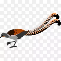 精湛的赖鸟爬行动物大西洋海雀剪贴画-超级b