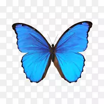 蝴蝶壁贴花形态摄影.蓝色蝴蝶