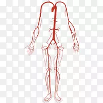 人体动脉循环系统解剖学