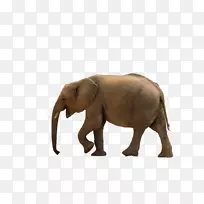 非洲灌木象亚洲象非洲森林象剪贴画