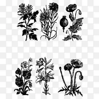 黑白木本植物视觉艺术单色摄影.植物花