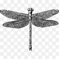 纸蜻蜓印刷夹艺术-龙蝇