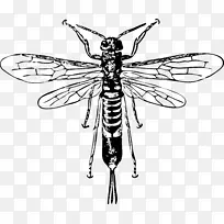 黄蜂昆虫角尾剪贴画-黄蜂