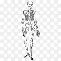 骨骼系统，人体骨骼，人体图，骨骼