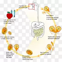 蓝氏贾第鞭毛虫感染生物生命周期