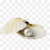 牡蛎贝壳珍珠壳