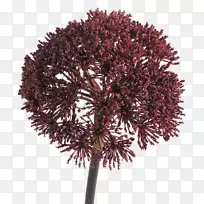 植物勃艮第树，嫩枝，栗色-勃艮第花