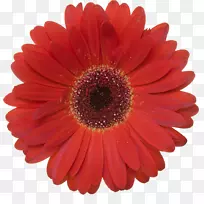 特兰士瓦雏菊摄影红色皇室-免费花环
