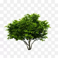 乔木灌木落叶植物-绿树