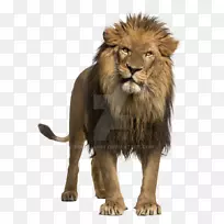 猎豹非洲狮子咆哮股摄影白狮画
