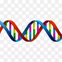 家谱DNA测试世界范围内的细胞核msa-dna