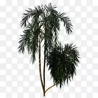 油松树，槟榔科植物-棕榈树