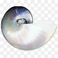 贝壳腹足动物无脊椎动物珍珠腹足壳珍珠壳