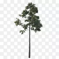 松树木本植物