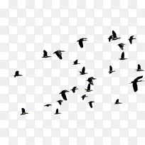 鸟类迁徙飞行鸭动物迁徙飞行鸟