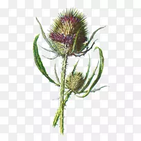 苏格兰蓟属植物花