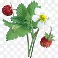麝香草莓水果食品-草莓