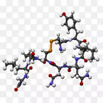 催产素激素垂体下丘脑分子丝状体