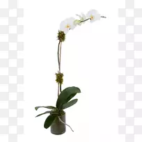 飞蛾兰花植物茎兰花